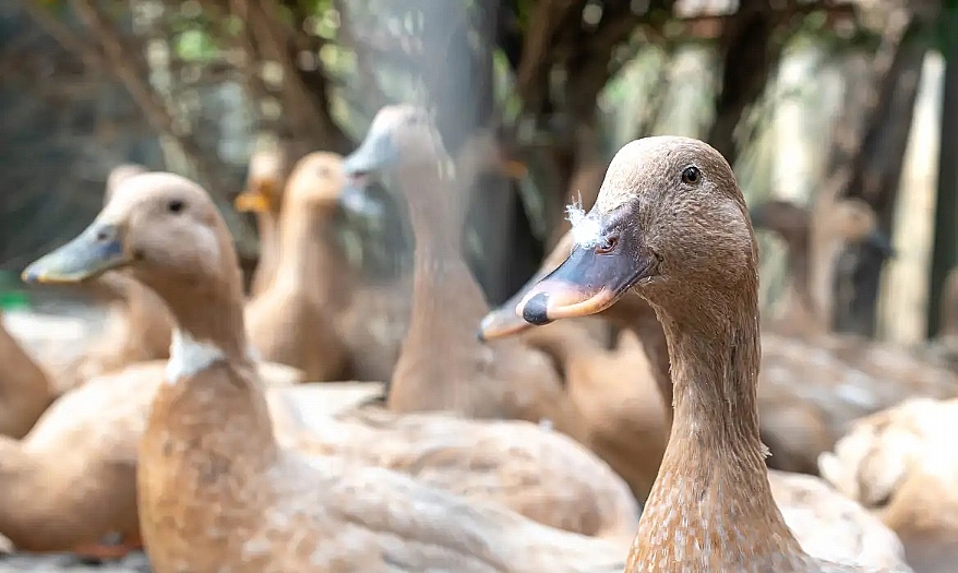 Governo veta a produção e comercialização de foie gras no país