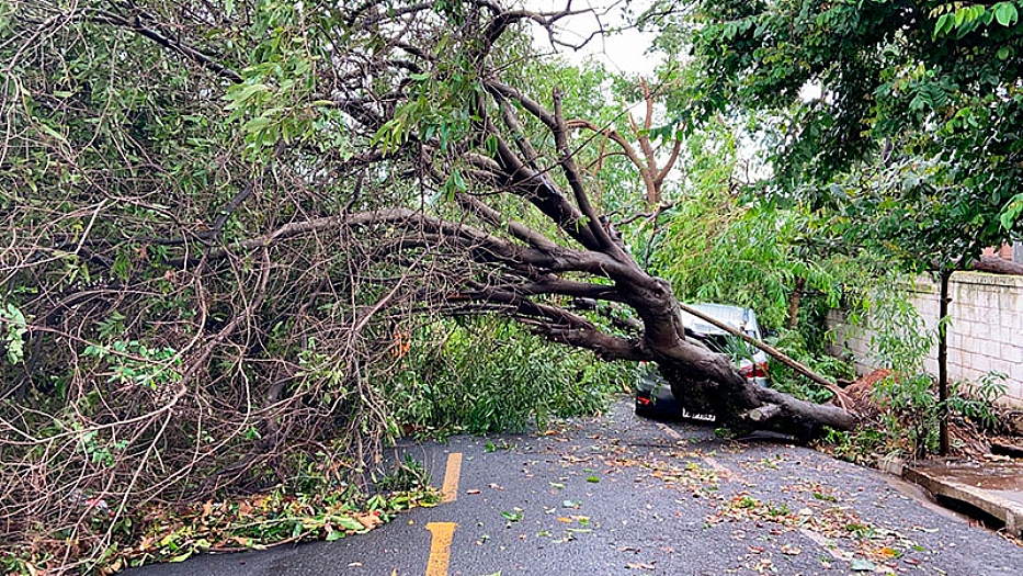 Chuva e vento derrubam 200 árvores em Engenheiro Schmitt