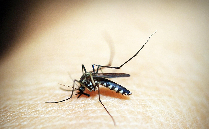Rio Preto confirma 219 casos de dengue em janeiro